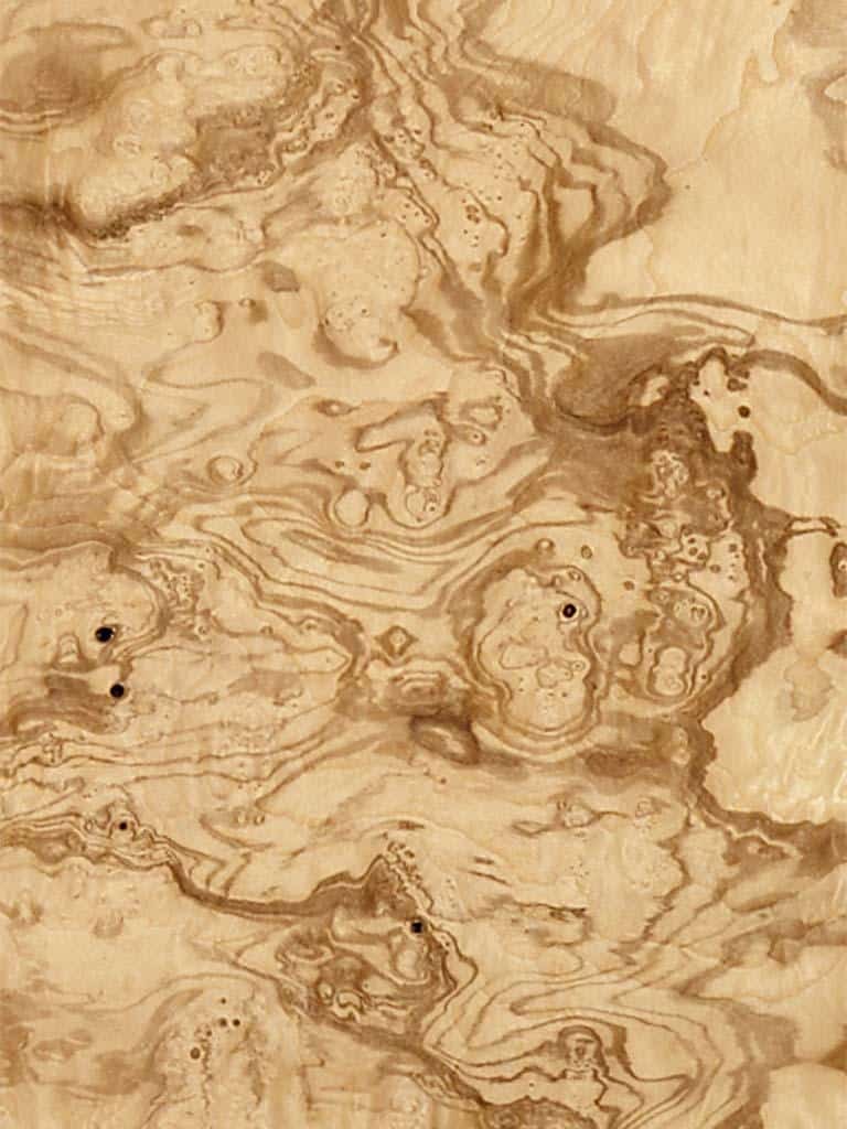 Ash Olive Burl