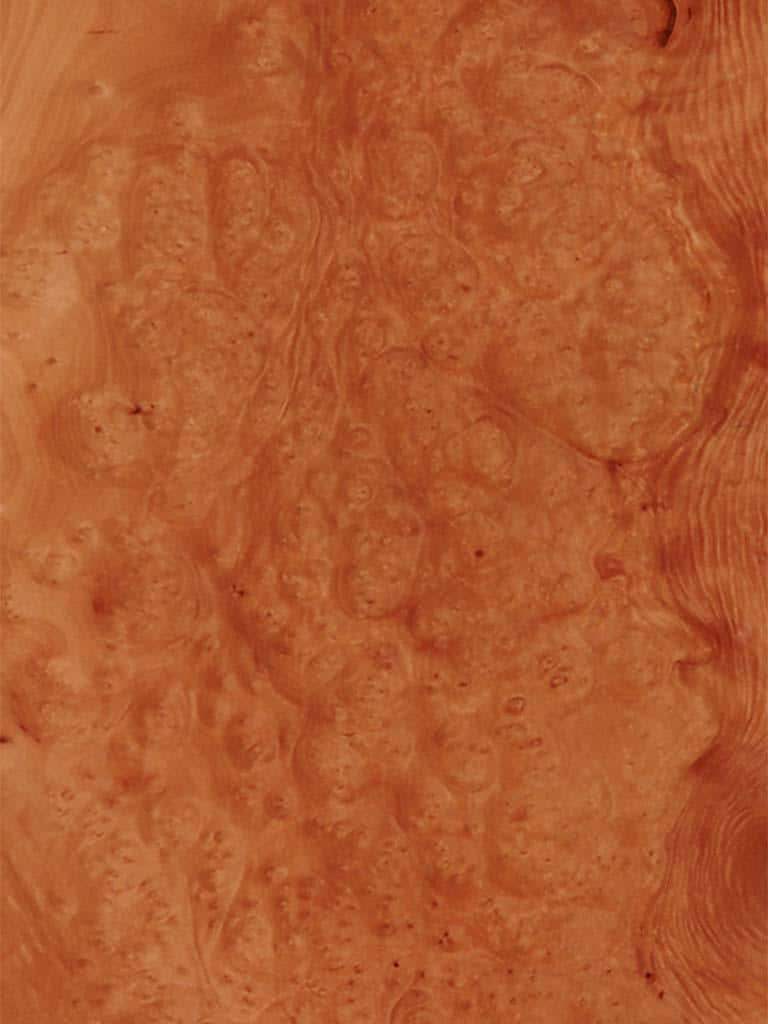 Madrona Burl