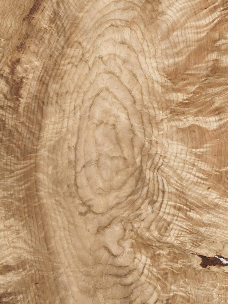 Oak Bunion Burl